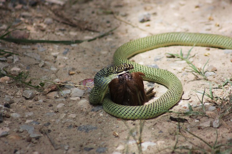 Foto vista de alto ângulo da cobra no campo