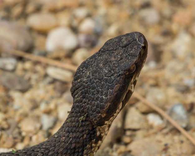 Foto vista de alto ângulo da cobra no chão