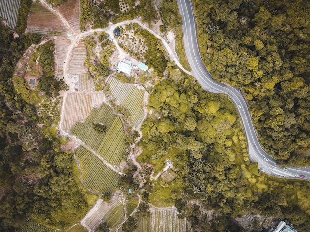 Foto vista de alto ângulo da estrada no meio das árvores na floresta