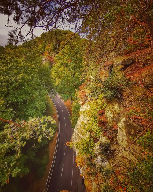 Foto vista de alto ângulo da estrada no meio das árvores