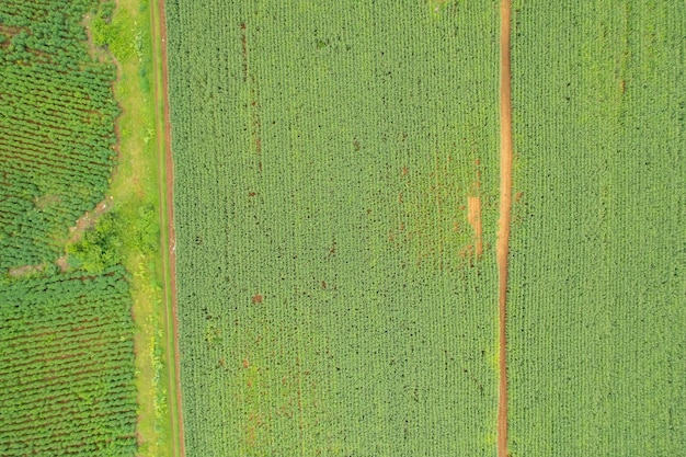 Vista de alto ângulo da fazenda cultivar plantas bela paisagem