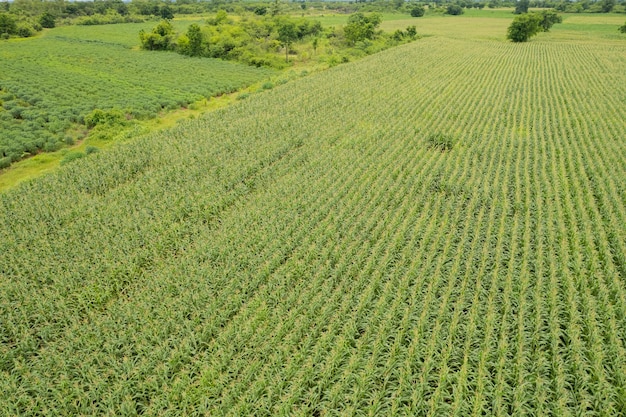 Vista de alto ângulo da fazenda cultivar plantas bela paisagem