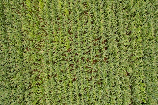 Vista de alto ângulo da fazenda cultivar plantas bela paisagem