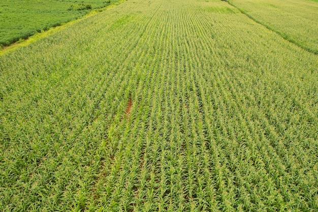 Vista de alto ângulo da fazenda cultivar plantas bela paisagem