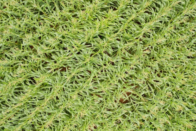 Vista de alto ângulo da fazenda cultivar plantas bela paisagem