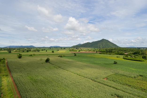 Vista de alto ângulo da fazenda cultivar plantas bela paisagem