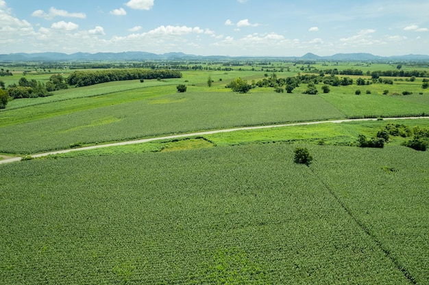 Vista de alto ângulo da fazenda cultivar plantas bela paisagem