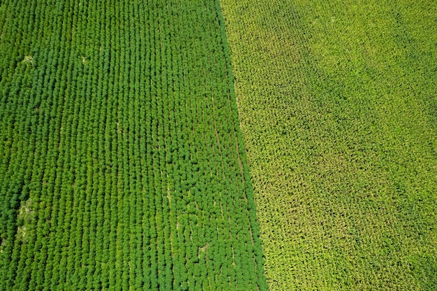 Vista de alto ângulo da fazenda cultivar plantas bela paisagem