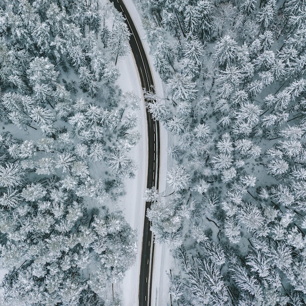 Vista de alto ângulo da floresta coberta de neve durante o inverno
