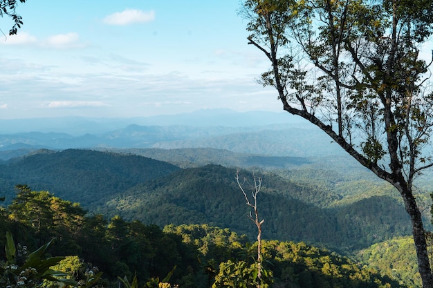 Vista de alto ângulo da floresta e montanhas em árvores de verão e floresta à noite