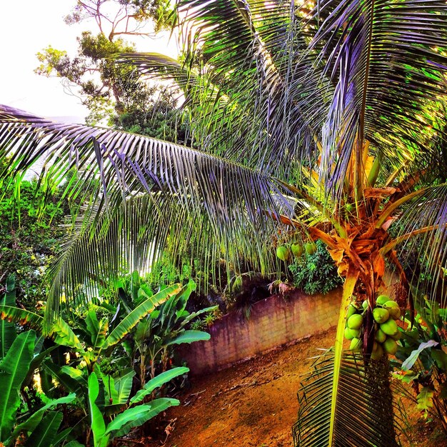 Foto vista de alto ângulo da palmeira de coco