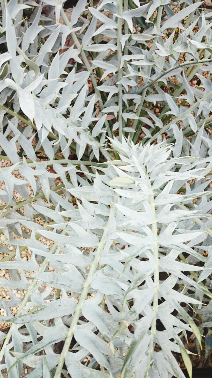 Foto vista de alto ângulo da planta crescendo no campo