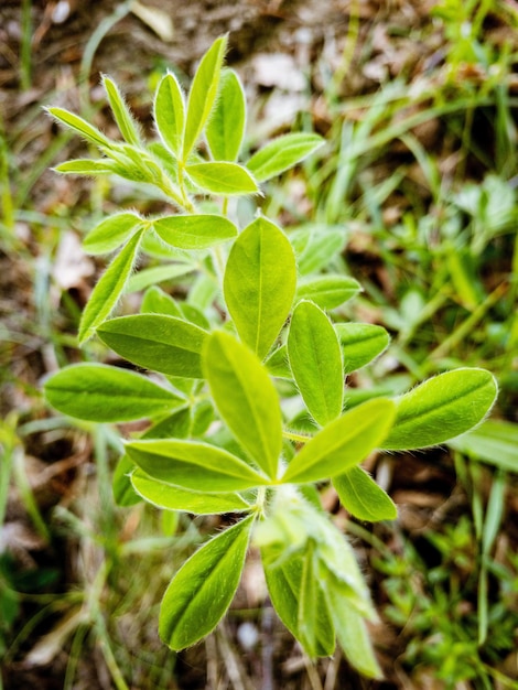 Foto vista de alto ângulo da planta crescendo no campo