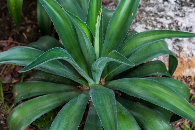 Foto vista de alto ângulo da planta crescendo no campo