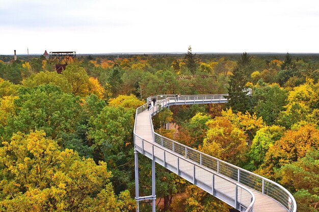 Foto vista de alto ângulo da ponte em meio a árvores de outono na floresta