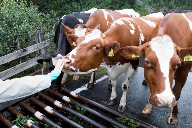 Foto vista de alto ângulo da vaca