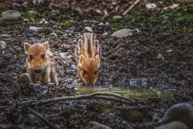 Foto vista de alto ângulo de animais na floresta