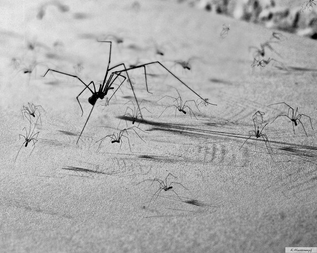 Foto vista de alto ângulo de aranhas na areia