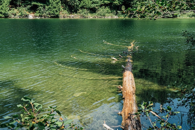 Vista de alto ângulo de árvore por lago na floresta
