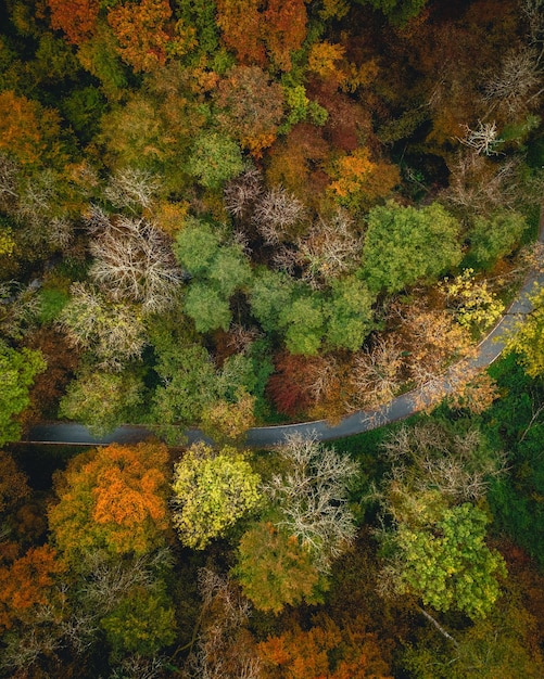 Foto vista de alto ângulo de árvores crescendo na floresta durante o outono