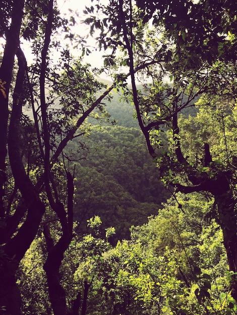 Foto vista de alto ângulo de árvores crescendo na floresta