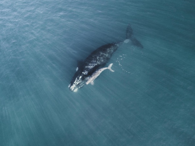 Foto vista de alto ângulo de baleia nadando no mar