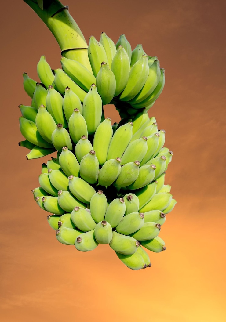 Foto vista de alto ângulo de bananas contra o céu