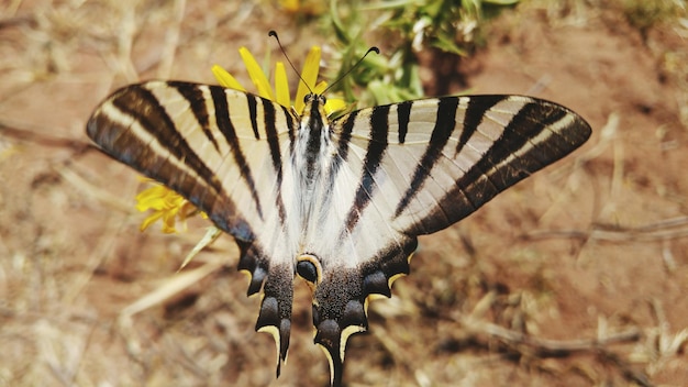 Vista de alto ângulo de borboleta em flor amarela