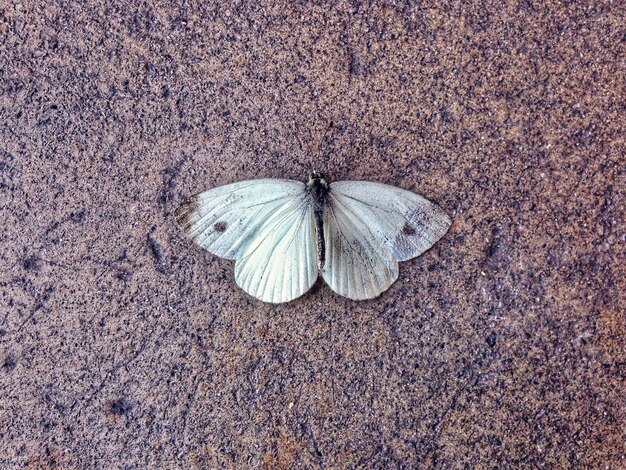 Foto vista de alto ângulo de borboleta