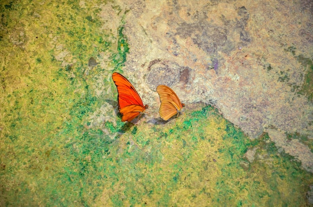 Foto vista de alto ângulo de borboletas no chão