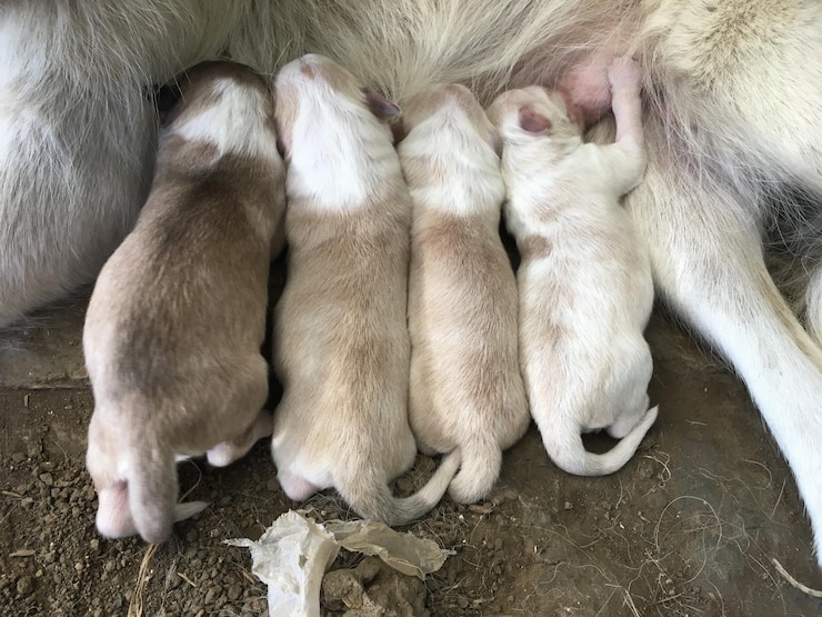 Foto vista de alto ângulo de cachorro dormindo e chupando leite