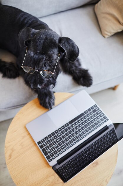 Vista de alto ângulo de cachorro preto usando óculos para visão deitado no sofá em frente ao computador portátil