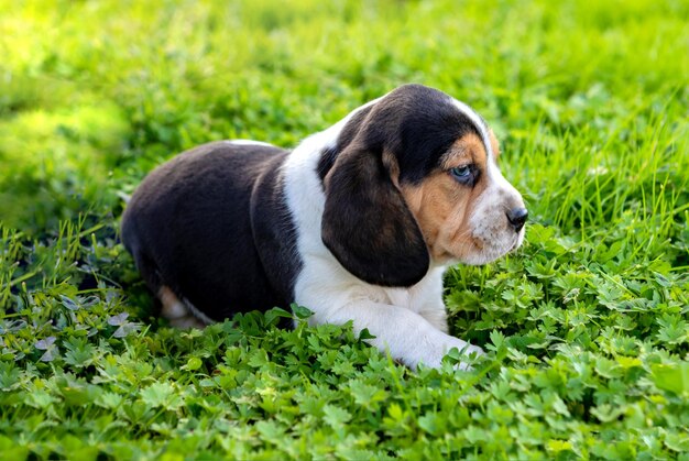 Foto vista de alto ângulo de cachorro relaxando na grama