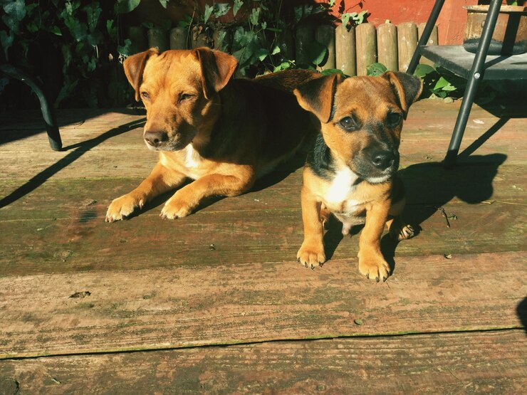 Foto vista de alto ângulo de cachorros sentados em madeira
