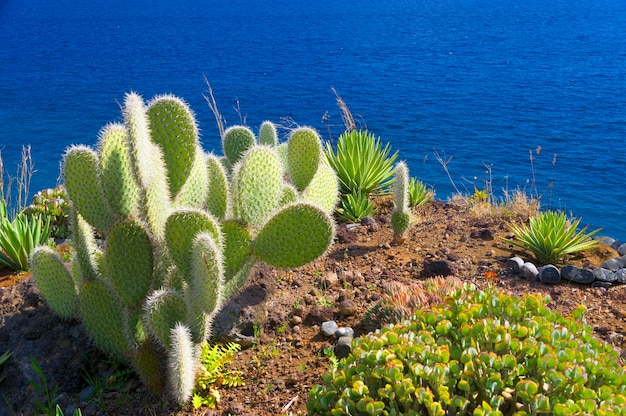 Vista de alto ângulo de cactos crescendo na praia durante um dia ensolarado