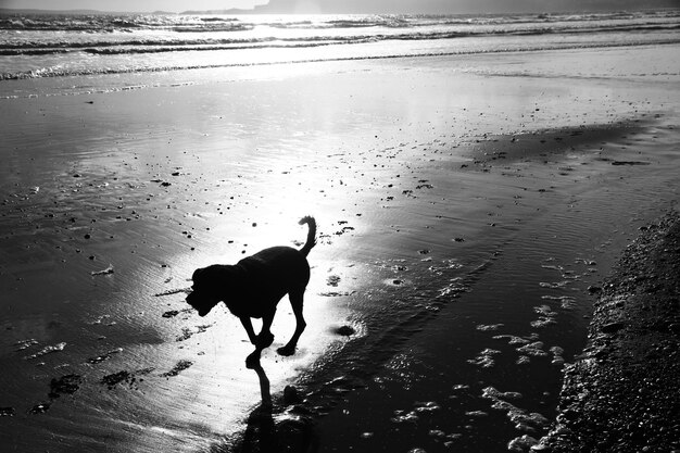 Foto vista de alto ângulo de cão correndo na costa