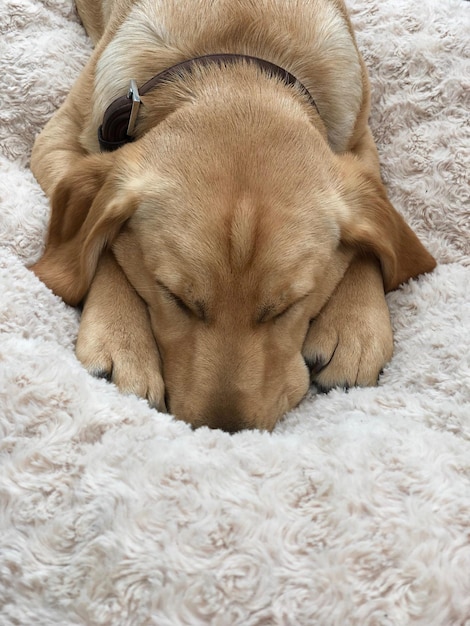 Foto vista de alto ângulo de cão dormindo em tapete