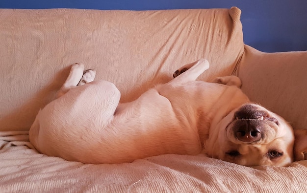 Foto vista de alto ângulo de cão dormindo na cama