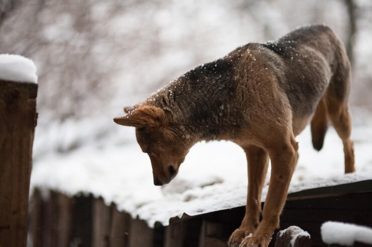 Foto vista de alto ângulo de cão no inverno