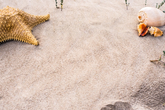 Foto vista de alto ângulo de caranguejo na areia