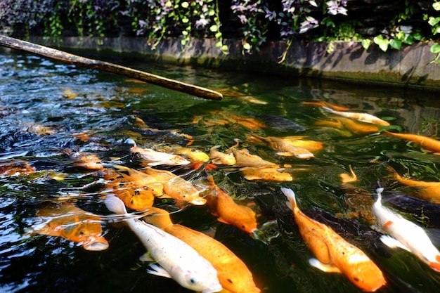 Foto vista de alto ângulo de carpas koi na lagoa