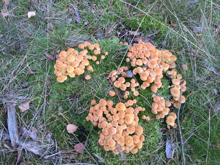 Foto vista de alto ângulo de cogumelos crescendo em campo na floresta