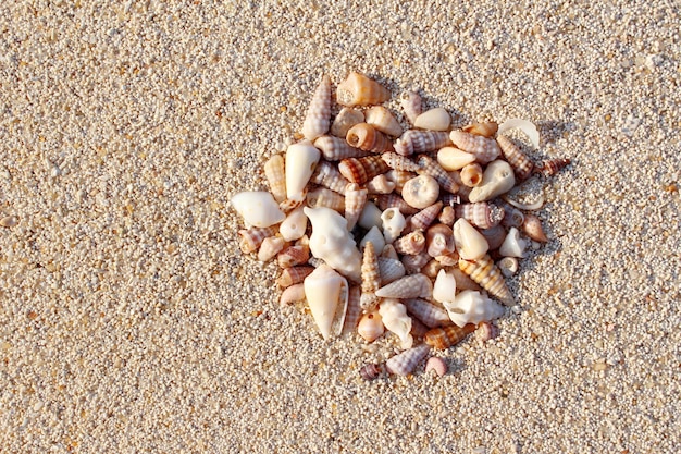 Foto vista de alto ângulo de conchas na praia