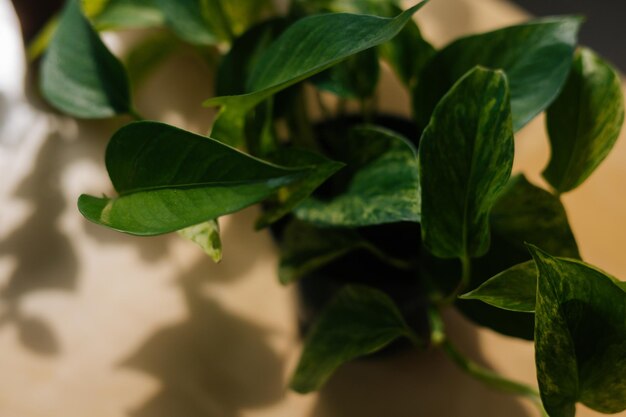 Vista de alto ângulo de Devils Ivy Epipremnum em cultivos em potes com foco seletivo sem pessoas dentro de casa