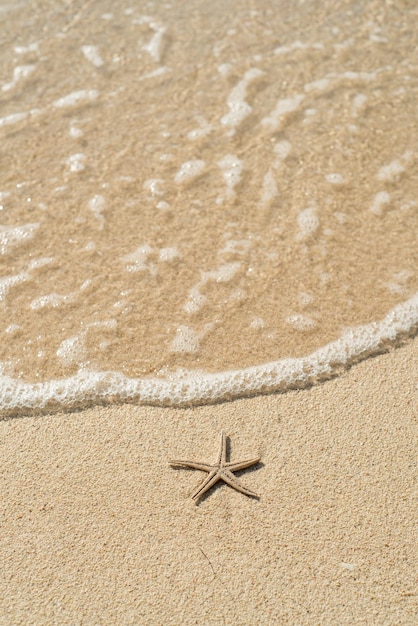 Foto vista de alto ângulo de estrelas-do-mar na costa na praia