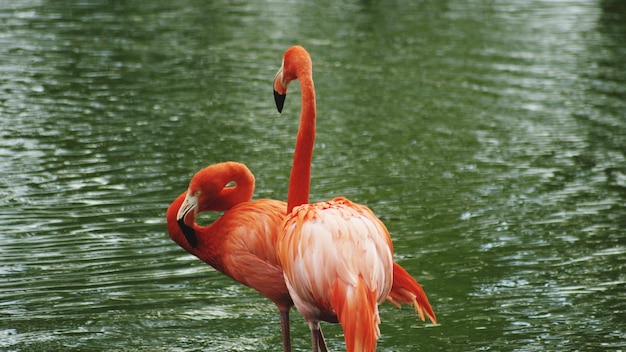 Vista de alto ângulo de flamingos no lago