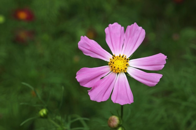 Vista de alto ângulo de flor rosa florescendo no parque