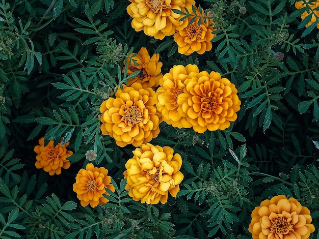 Vista de alto ângulo de flores de calêndula laranja contra folhas verdes escuras