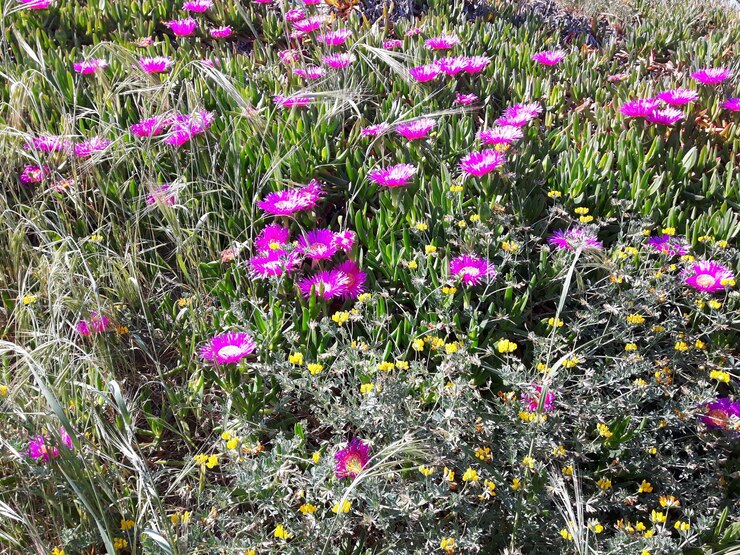 Foto vista de alto ângulo de flores de crocus roxo no campo