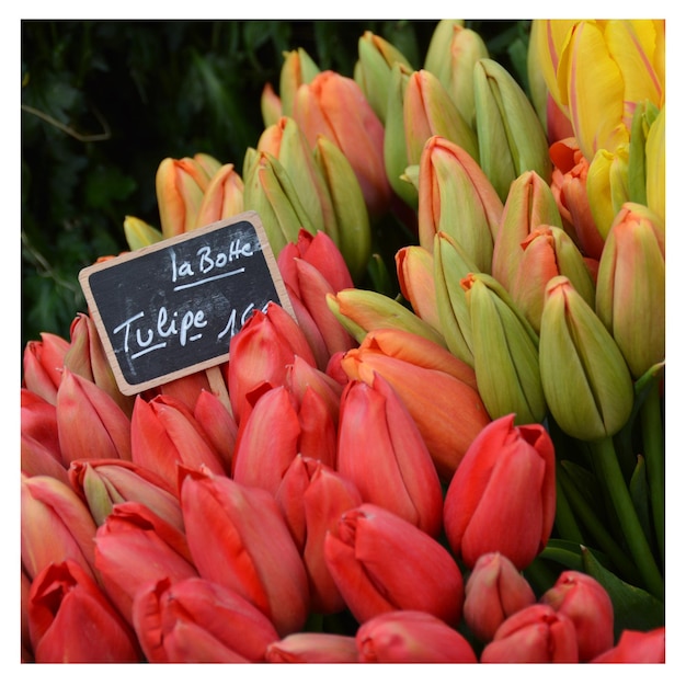 Foto vista de alto ângulo de flores de tulipas à venda